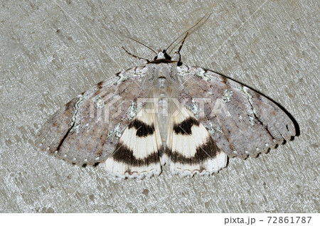 シロシタバ(長野県・松本市) シロシタバ(長野県・松本市) 72861787