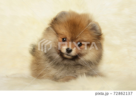 Pomeranian Spitz puppy 72862137