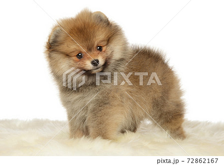 Pomeranian Spitz puppy 72862167