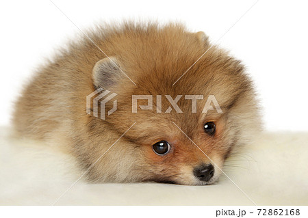 Pomeranian Spitz puppy 72862168