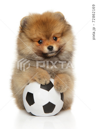 Pomeranian Spitz puppy 72862169