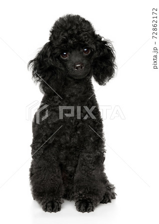 Black Toy Poodle Puppy On White Backgroundの写真素材