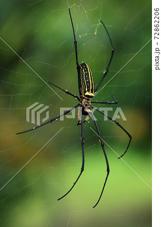 生き物 蜘蛛 オオジョロウグモ メスの体長は最大五センチで脚まで入れると二十センチほども 巨大ですの写真素材