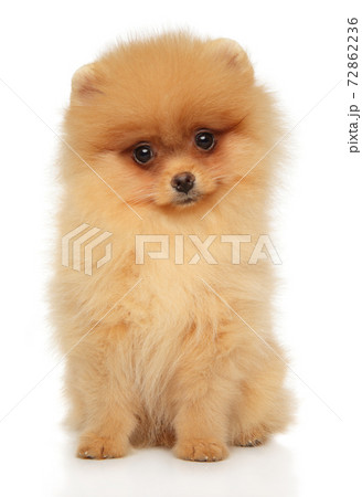 Tiny Pomeranian Puppy On White Background Stock Photo 72862236 Pixta