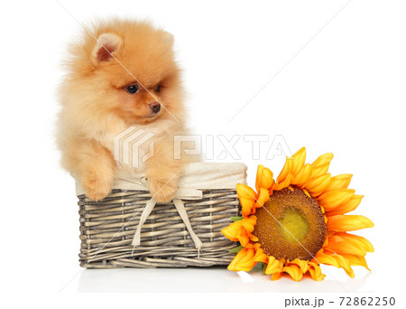 Omeranian puppy in a wicker basket with a huge sunflower Omeranian puppy in a wicker basket with a huge sunflower 72862250
