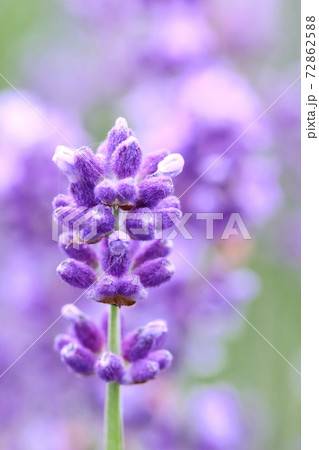 ラベンダーの花 クローズアップ 紫色のハーブの写真素材
