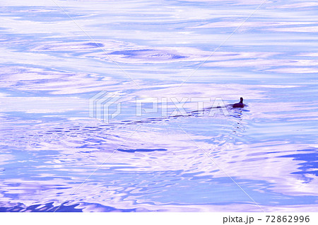 水文様に戯れる水鳥のイラスト素材