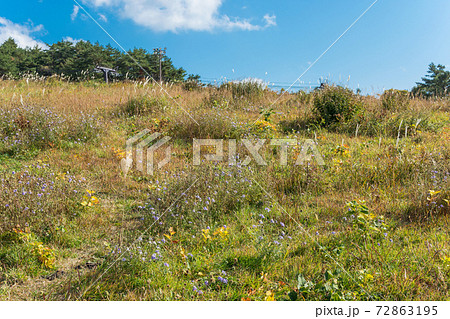 爽やかな秋の鳥取県大山　枡水高原に秋の花が咲く 72863195