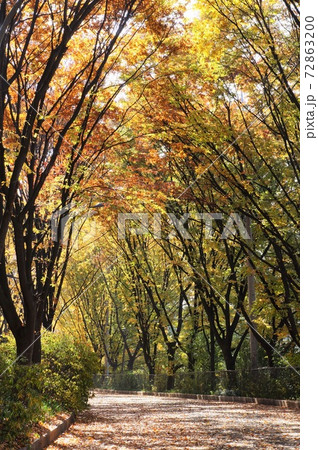 秋のソウル・鞍山自然公園けやき並木 秋のソウル・鞍山自然公園けやき並木 72863200