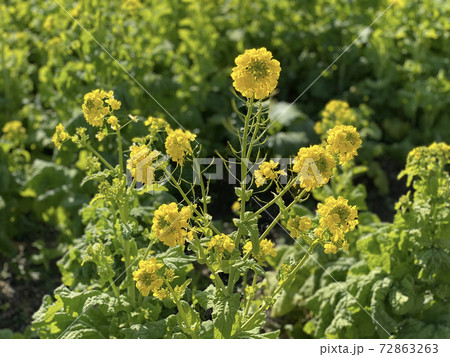 菜の花畑(アスピア玉城) 72863263