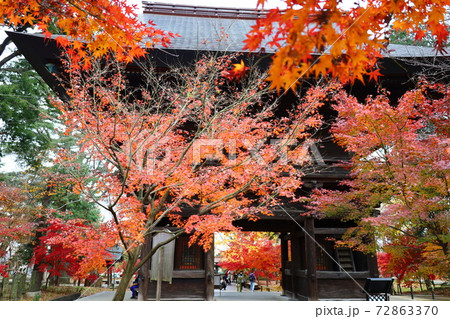 九品仏寺仁王門の周辺を彩るモミジの紅葉 九品仏寺仁王門の周辺を彩るモミジの紅葉 72863370