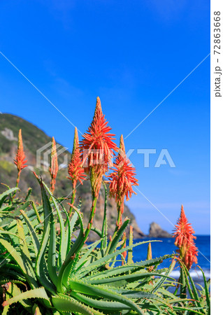 静岡_伊豆下田アロエの花 72863668