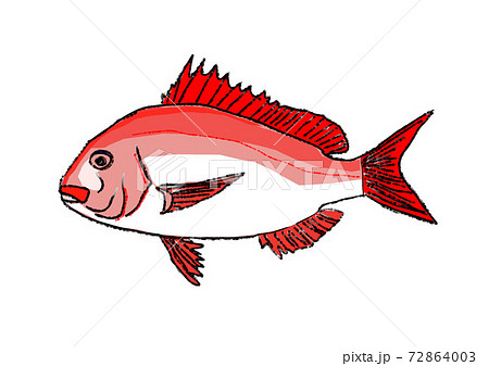 真鯛のイラスト素材 真鯛のイラスト素材