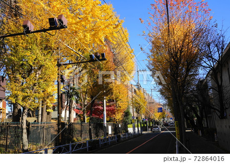12月　世田谷559トウカエデ並木の紅葉･深沢町並み 72864016