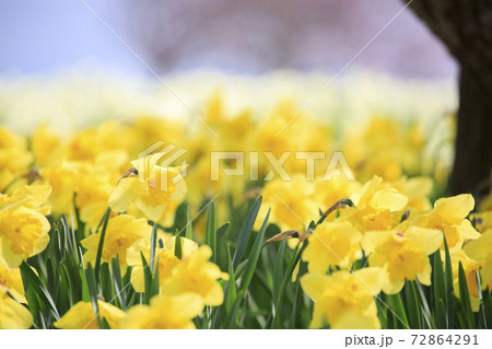 庄原国営備北丘陵公園の水仙園 72864291