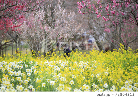 庄原国営備北丘陵公園の水仙園 庄原国営備北丘陵公園の水仙園 72864313