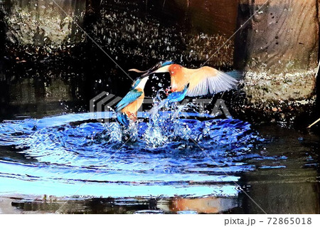 カワセミ 縄張り争い  カワセミ 縄張り争い  72865018