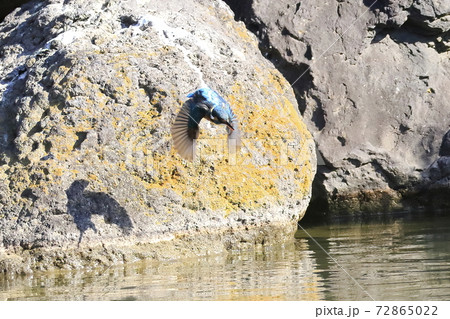 カワセミ ダイブ カワセミ ダイブ 72865022