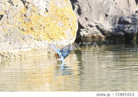 カワセミ ダイブ カワセミ ダイブ 72865023
