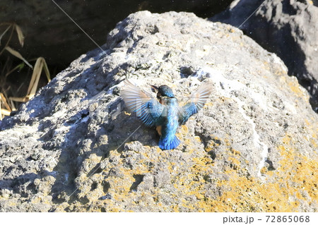 カワセミ　ダイブ 72865068