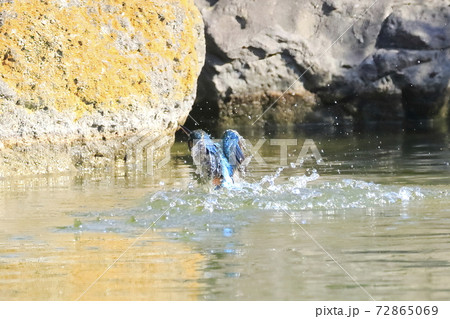 カワセミ　ダイブ 72865069