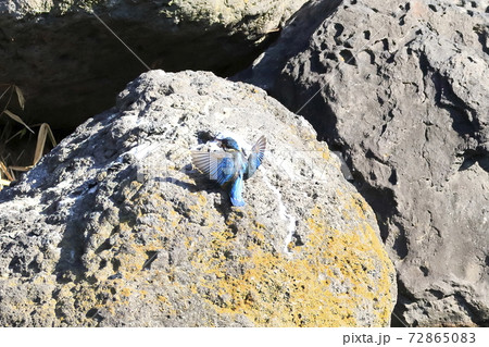 カワセミ　ダイブ 72865083