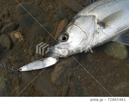 相模川河口で釣ったフッコの写真素材