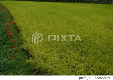 秋の田んぼと曼珠沙華 秋の田んぼと曼珠沙華 72865979