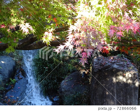 がんぎと紅葉と池が美しい秋の目白庭園 池泉回遊式の日本庭園 がんぎと紅葉と池が美しい秋の目白庭園 池泉回遊式の日本庭園 72866066