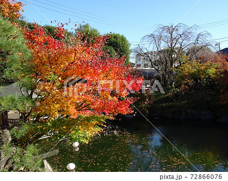 がんぎと紅葉と池が美しい秋の目白庭園 池泉回遊式の日本庭園の写真素材