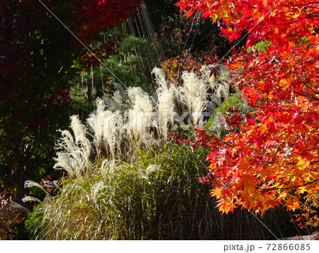 がんぎと紅葉と池が美しい秋の目白庭園　池泉回遊式の日本庭園 72866085