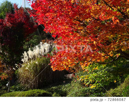 がんぎと紅葉と池が美しい秋の目白庭園　池泉回遊式の日本庭園 72866087