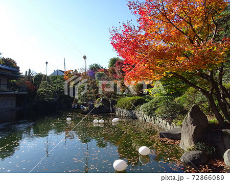 がんぎと紅葉と池が美しい秋の目白庭園　池泉回遊式の日本庭園 72866089