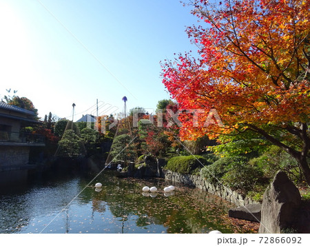 がんぎと紅葉と池が美しい秋の目白庭園　池泉回遊式の日本庭園 72866092