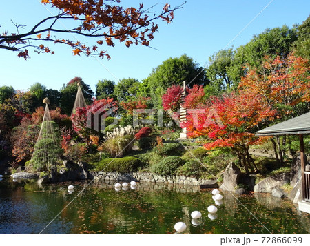 がんぎと紅葉と池が美しい秋の目白庭園　池泉回遊式の日本庭園 72866099