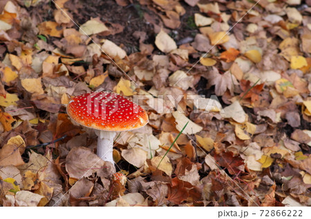毒茸のベニテングダケ 72866222