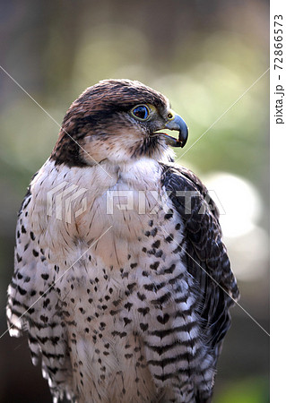 セイカーハヤブサ 野鳥 セイカーハヤブサ 野鳥 72866573