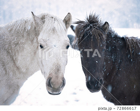 冬の道産子  72866617