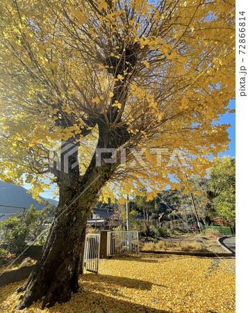 イチョウの下で・・・ 72866814