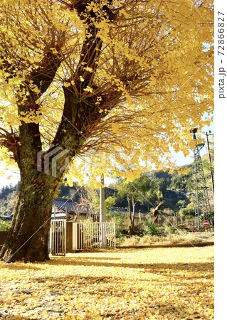 イチョウの下で・・・ 72866827