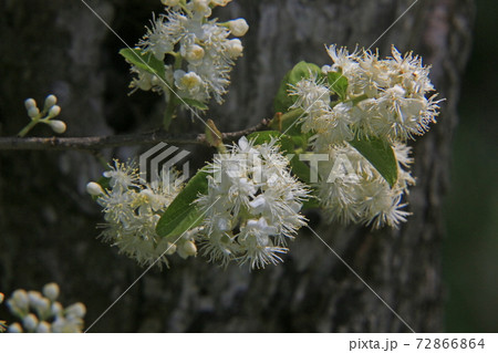 サワフタギ サワフタギ 72866864