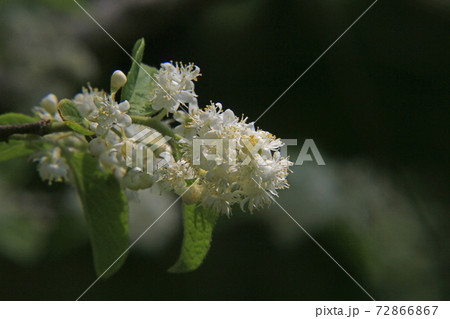 サワフタギ サワフタギ 72866867