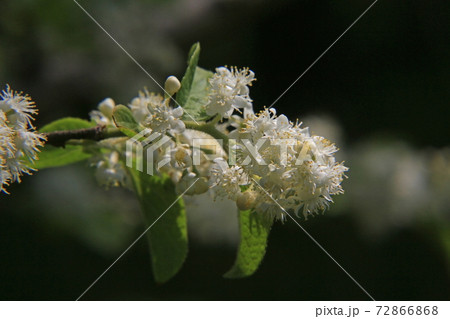 サワフタギ 72866868