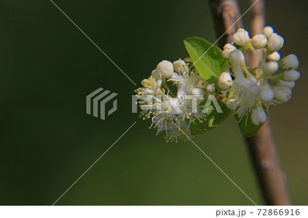 サワフタギ サワフタギ 72866916