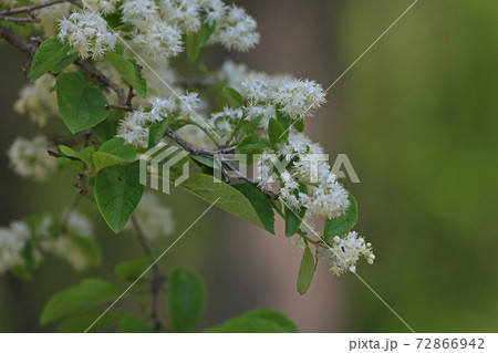 サワフタギ サワフタギ 72866942