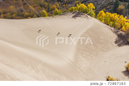 Great Sand Dunes 72867163
