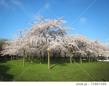 オランダ、Bos公園内の桜並木 72867266