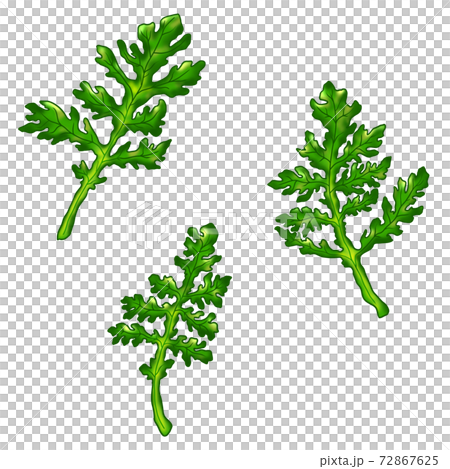 野菜4 1 春菊 イラスト 鍋 弁当 料理画像にも使えます 組合せシリーズのイラスト素材
