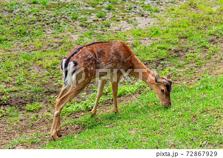 Young deer grazing on a green meadow Young deer grazing on a green meadow 72867929