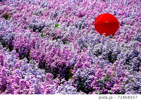 Flower Farm in Chiang Mai Province, Thailand 72868937